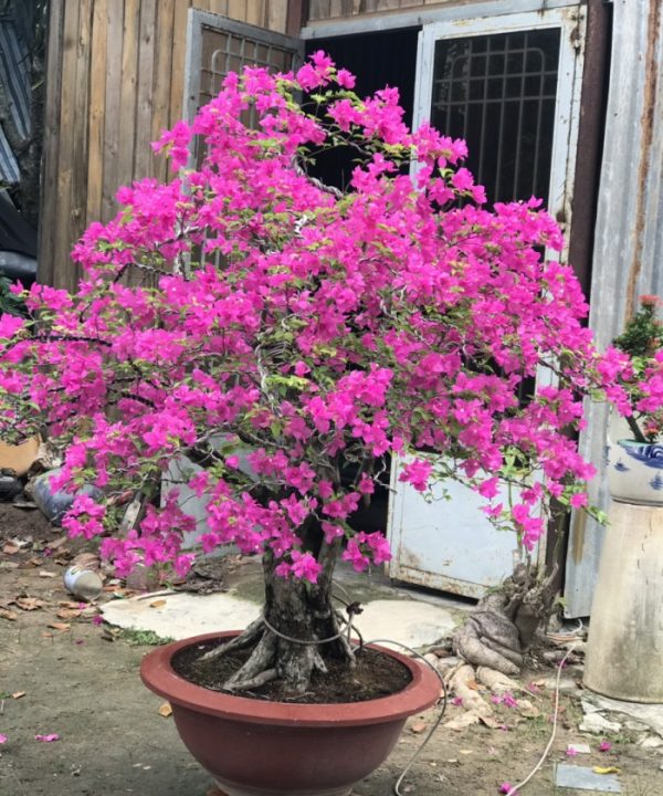 Cây Hoa Giấy