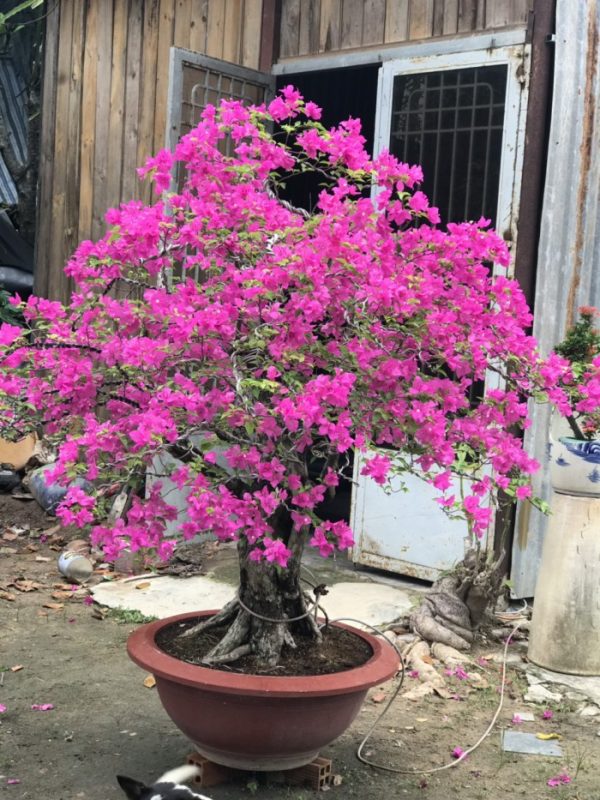 Cây Hoa Giấy