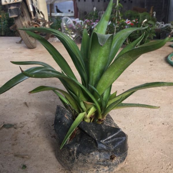 Cây Dứa Mỹ – Cây Ngọc Giá