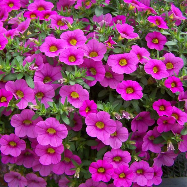 Hoa Hồng Anh