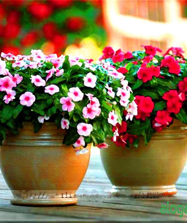 Cây Hoa Dừa Cạn