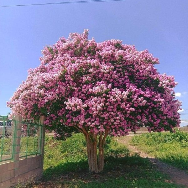 Bằng Lăng Tím