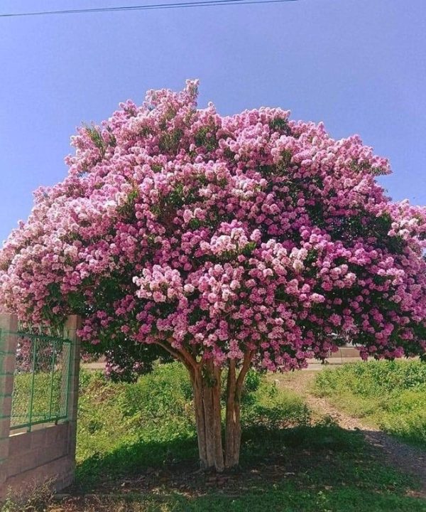 Bằng Lăng Tím