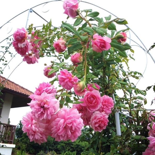 Dây Hồng Leo Tường Vi
