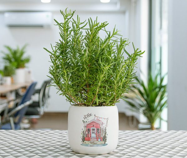Cây Hương thảo