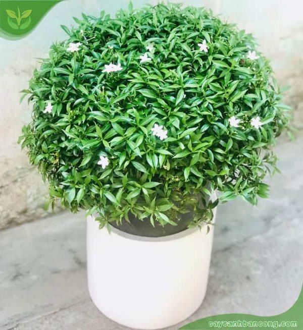 Cây Mai Vạn Phúc