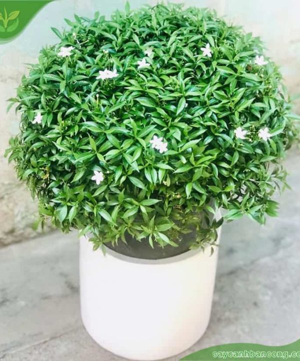 Cây Mai Vạn Phúc