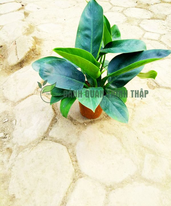 dai-de-vuong-xoan-xanh