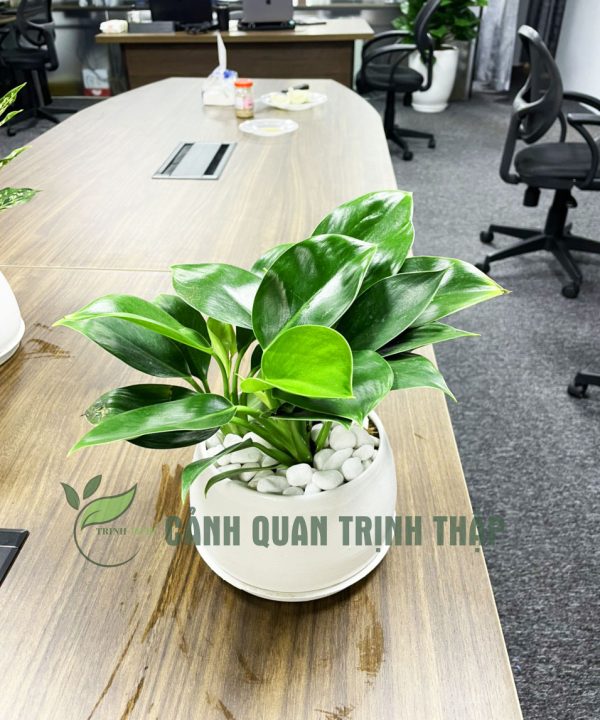 dai-de-vuong-xoan-xanh