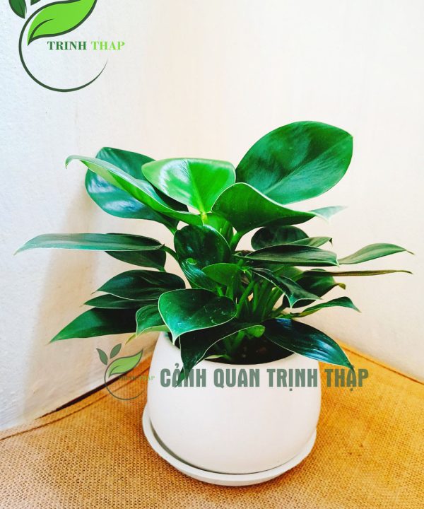 dai-de-vuong-xoan-xanh