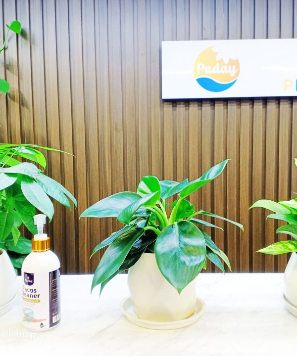 dai-de-vuong-xoan-xanh