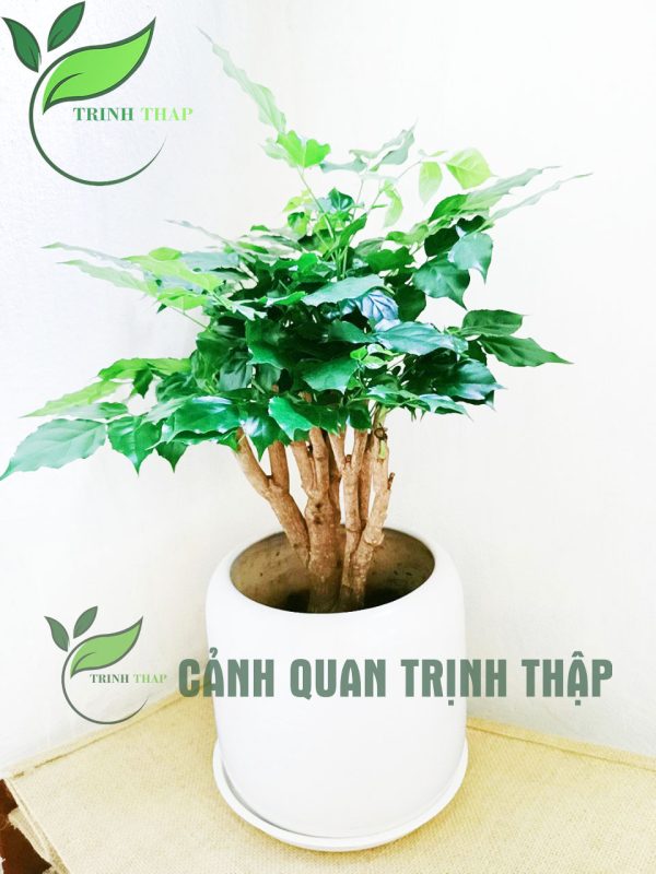 hanh-phuc-de-ban