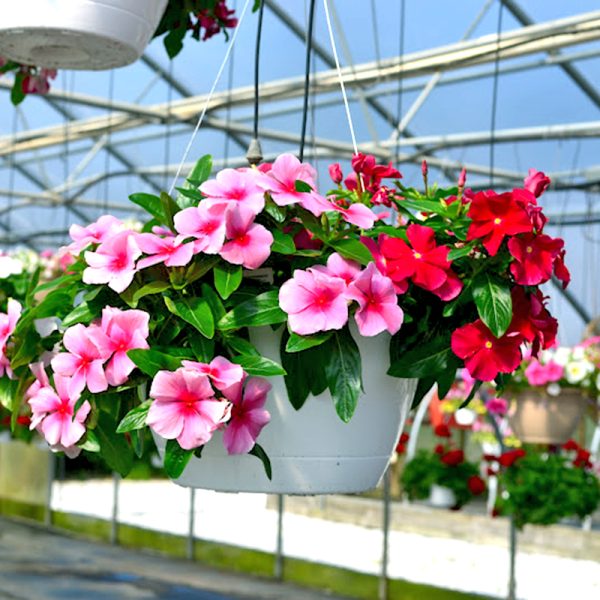 Hoa Dừa Cạn Rủ