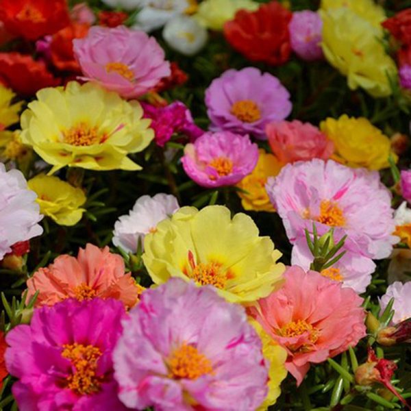 Hoa Mười Giờ Mỹ