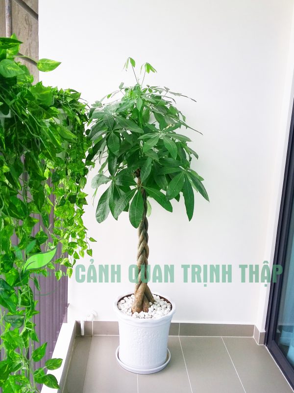 Cây kim ngân thân xoắn