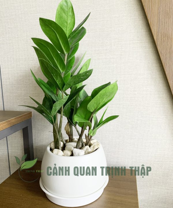 kim-tien-kim-phat-tai