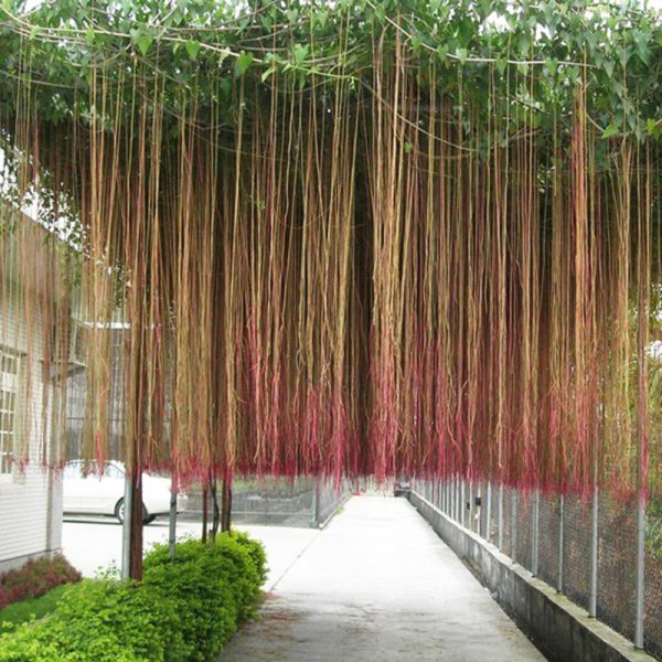 Cây Hồ Liêm Đằng (Râu Rồng)
