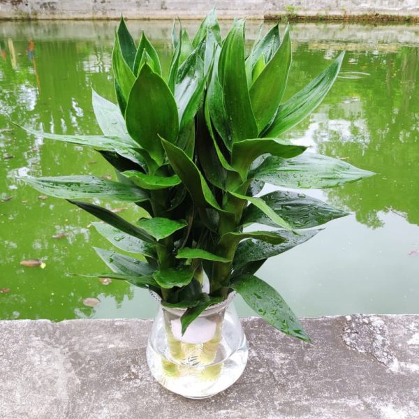 Cây Phất lộc