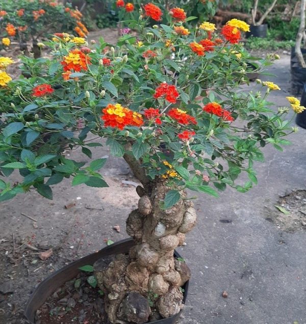 Cây hoa ngũ sắc