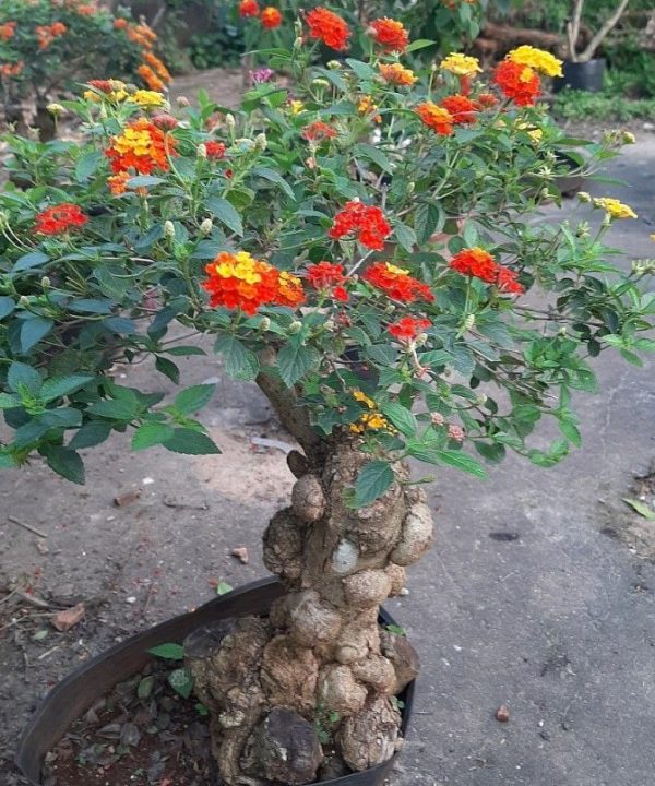 Cây hoa ngũ sắc