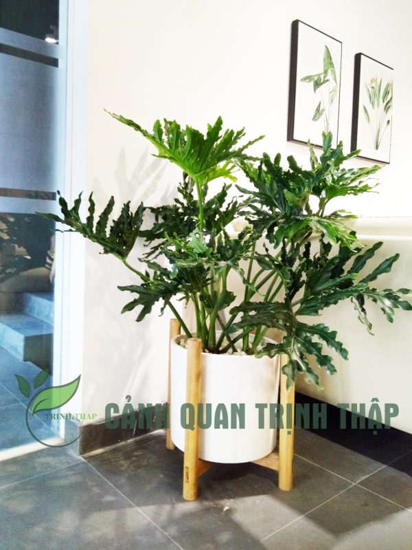 Cây trầu bà thanh xuân