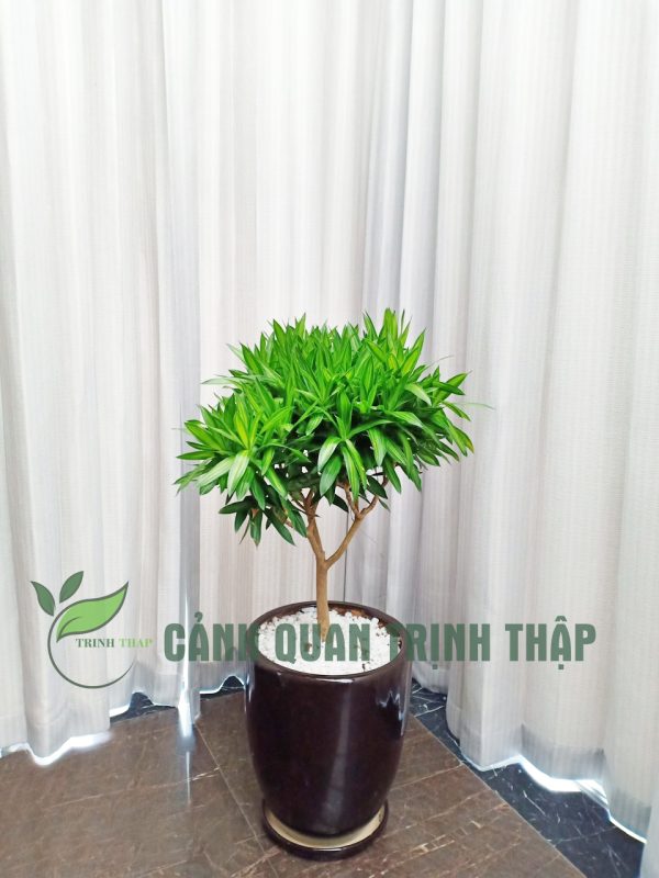 Cây trúc bách hợp