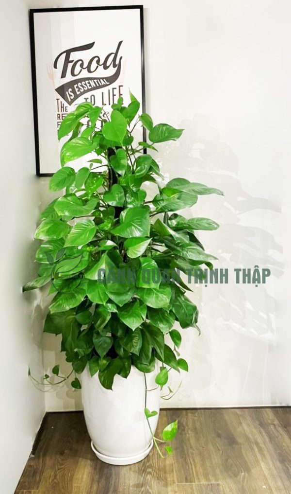 van-nien-thanh-cot