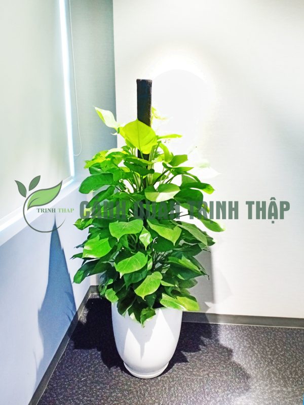 van-nien-thanh-cot