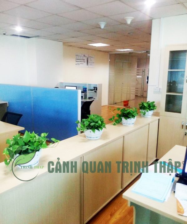 vạn niên thanh để bàn