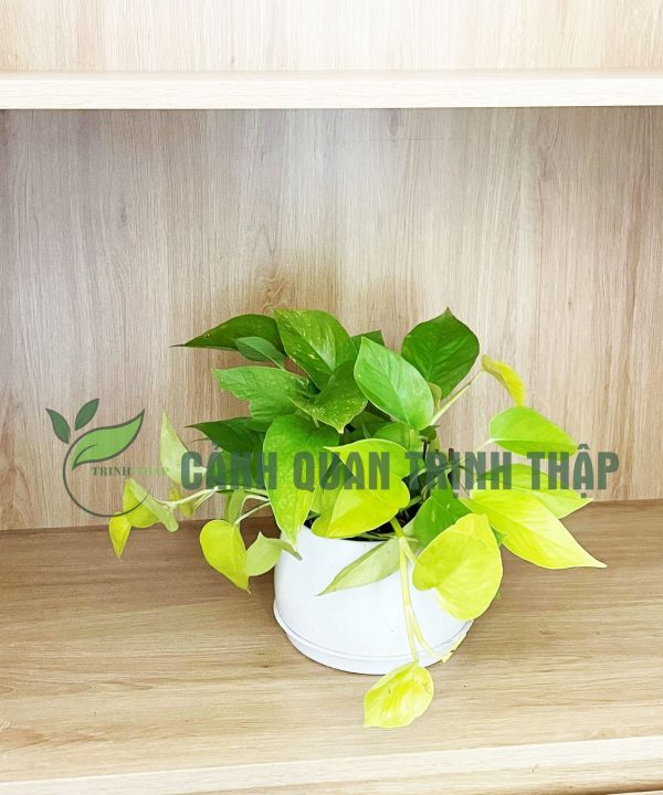 van-nien-thanh-de-ban