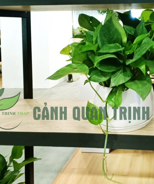 van-nien-thanh-de-ban