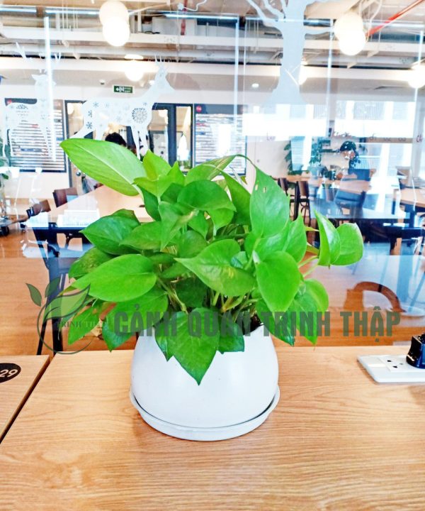 van-nien-thanh-de-ban