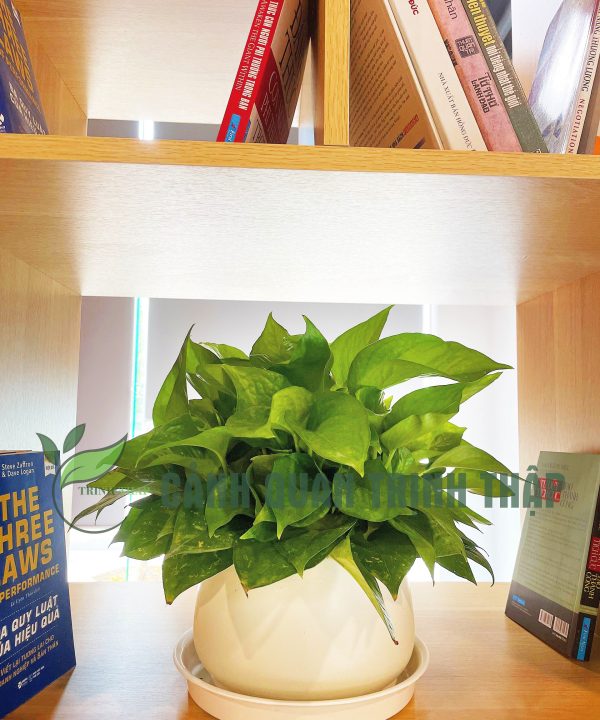 van-nien-thanh-de-ban