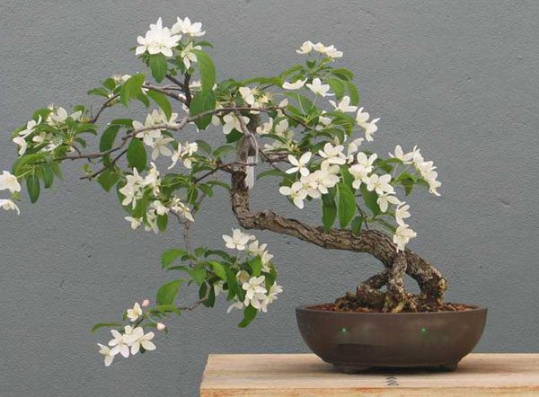 Cây Nguyệt Quế