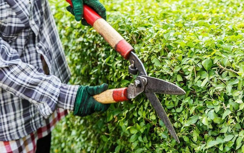 Dịch vụ cắt tỉa cây xanh ở Ba Đình chất lượng, uy tín