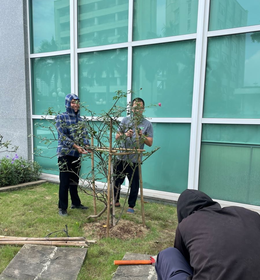 Cắt tỉa cây xanh tại Đông Anh -  Dịch vụ uy tín, giá rẻ