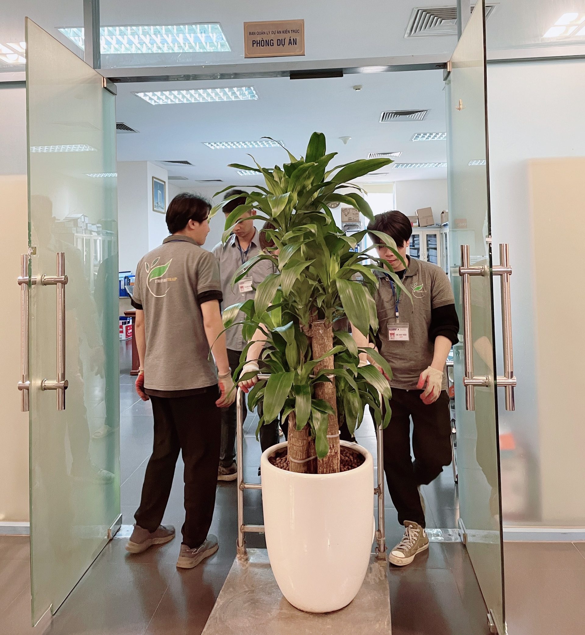 Công ty chuyên chăm sóc cây xanh tại Ba Đình uy tín