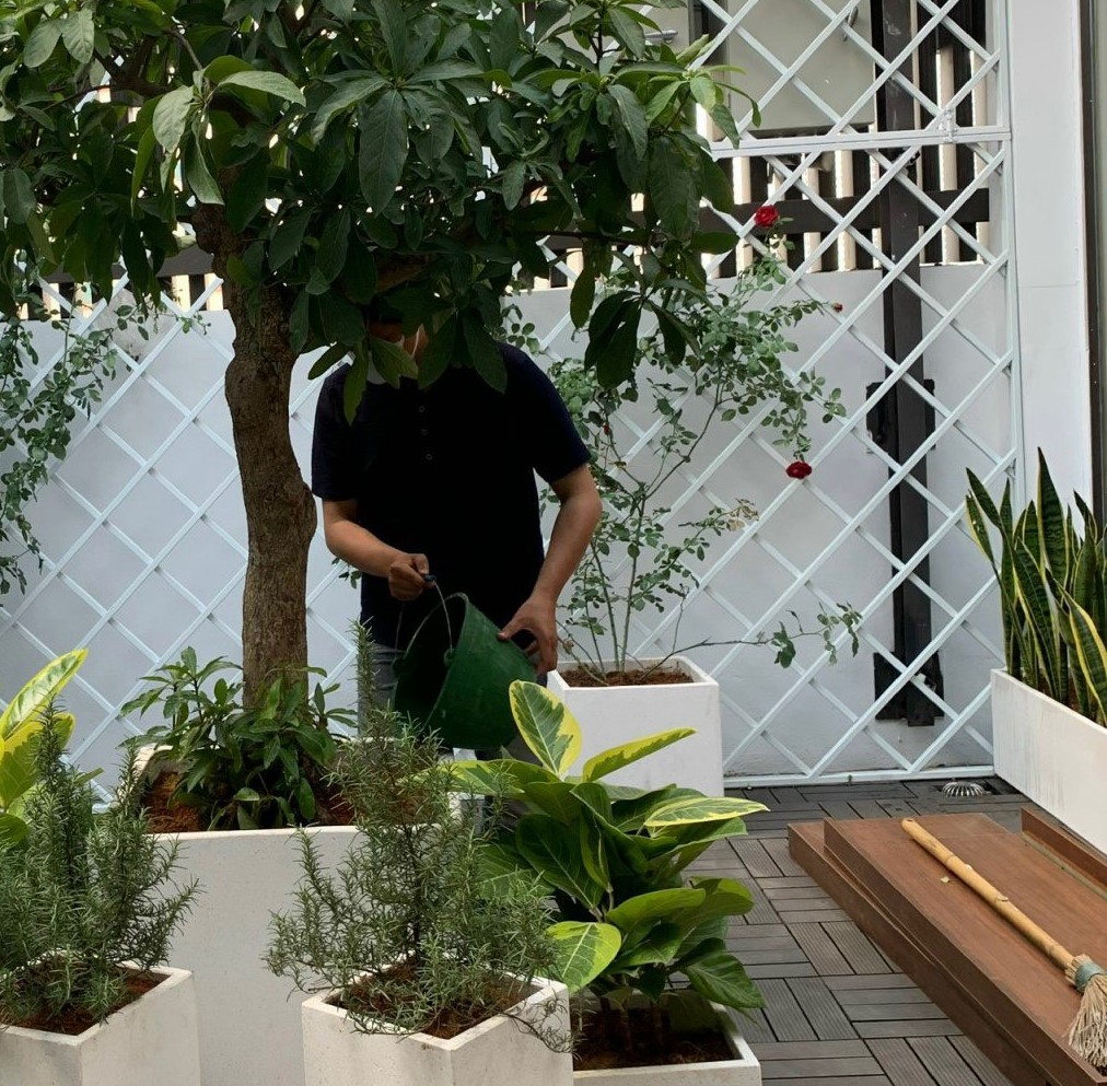 Chăm sóc cây xanh ở Cầu Giấy nhanh chóng, hiệu quả