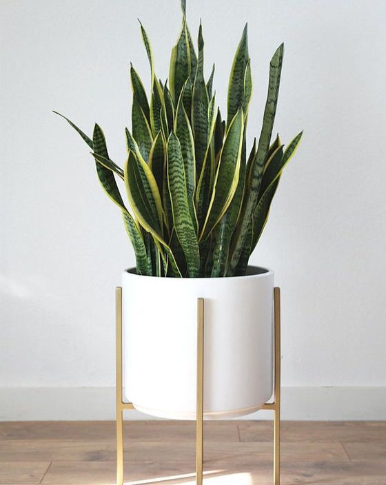 Dịch vụ cho thuê cây cảnh văn phòng tại Cầu Giấy chất lượng