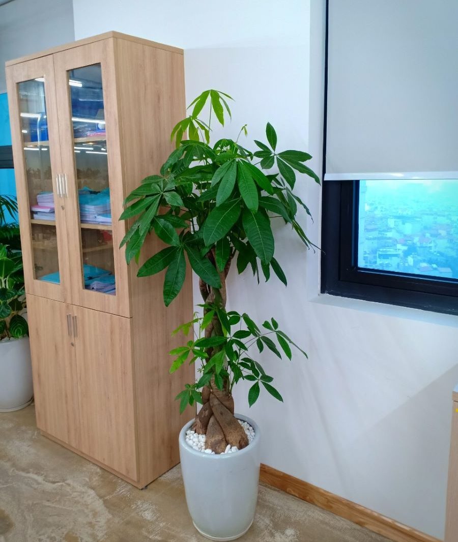 Dịch vụ cho thuê cây cảnh văn phòng tại Đông Anh uy tín