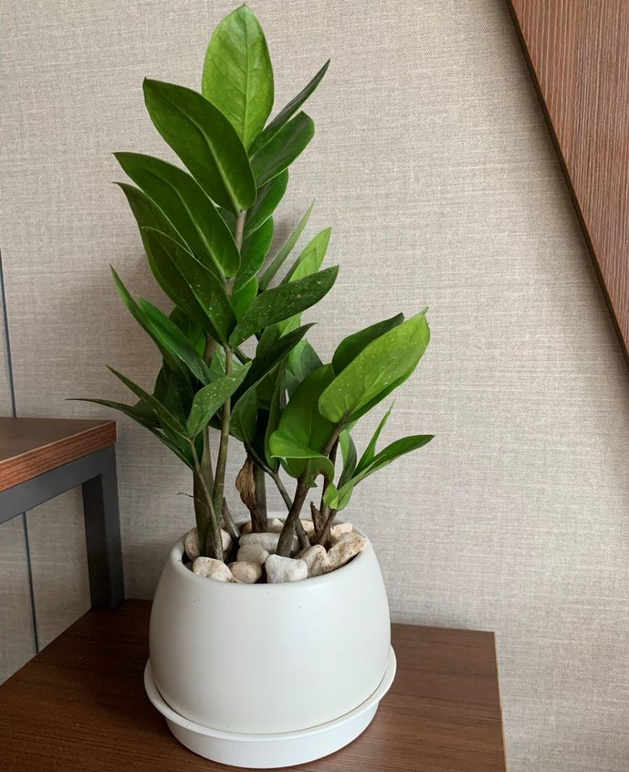 Đơn vị cho thuê cây cảnh văn phòng tại Đống Đa tận tâm