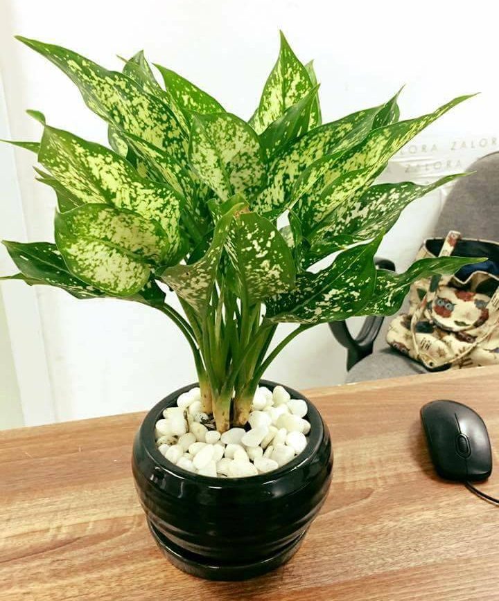 Dịch vụ cho thuê cây cảnh văn phòng ở Hà Đông uy tín, chất lượng