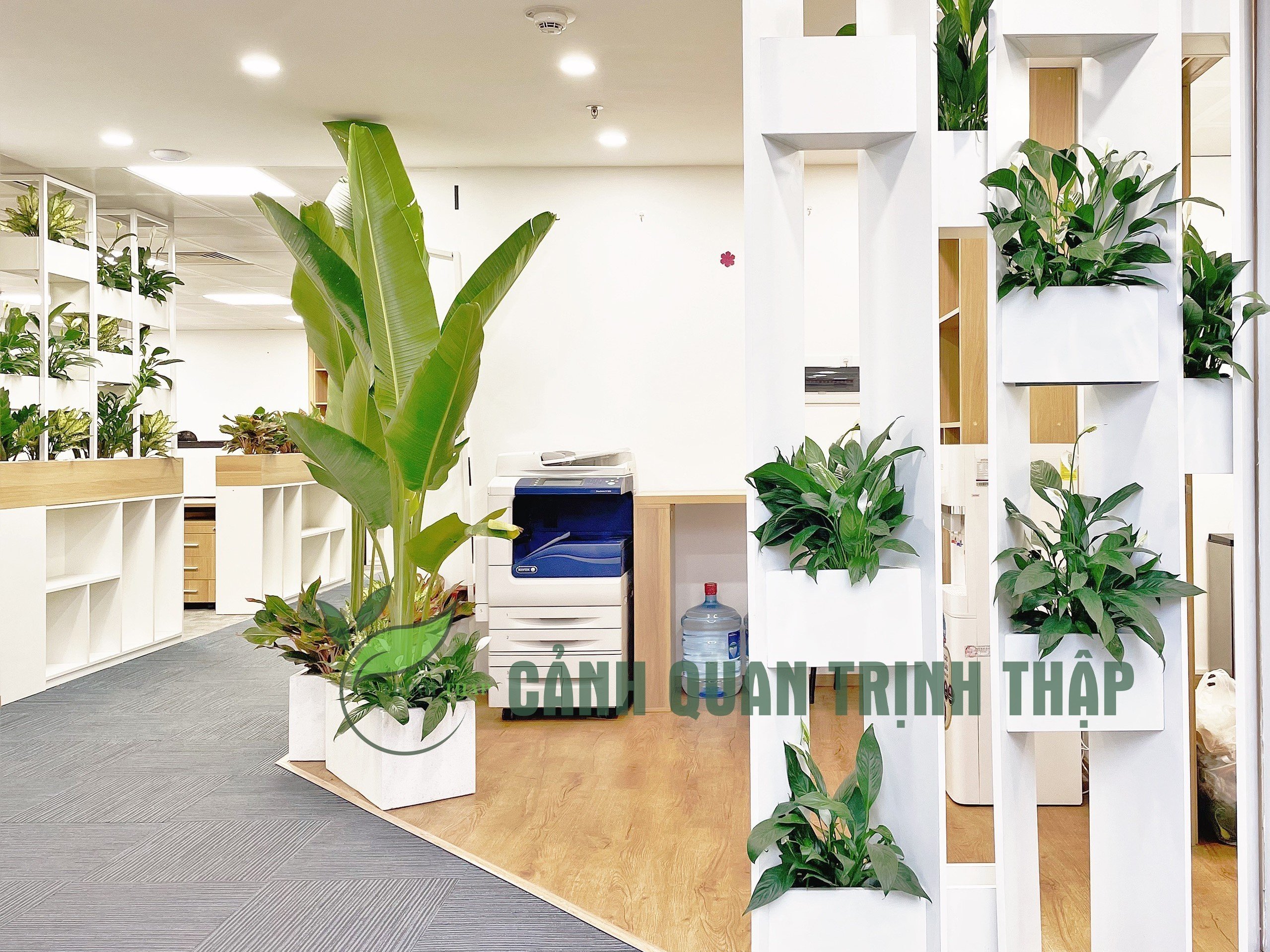 Cho thuê cây cảnh văn phòng tại Hà Nội