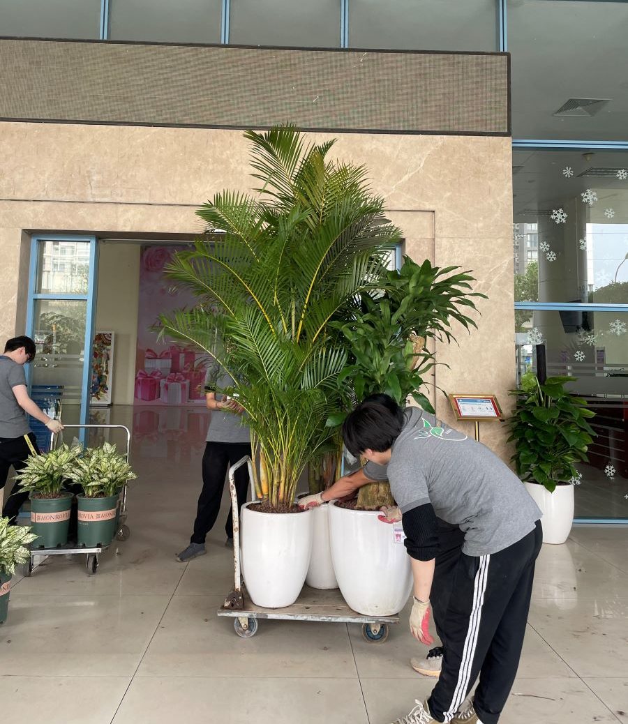 Cắt tỉa cây xanh tại Hà Đông -  Dịch vụ uy tín, giá rẻ