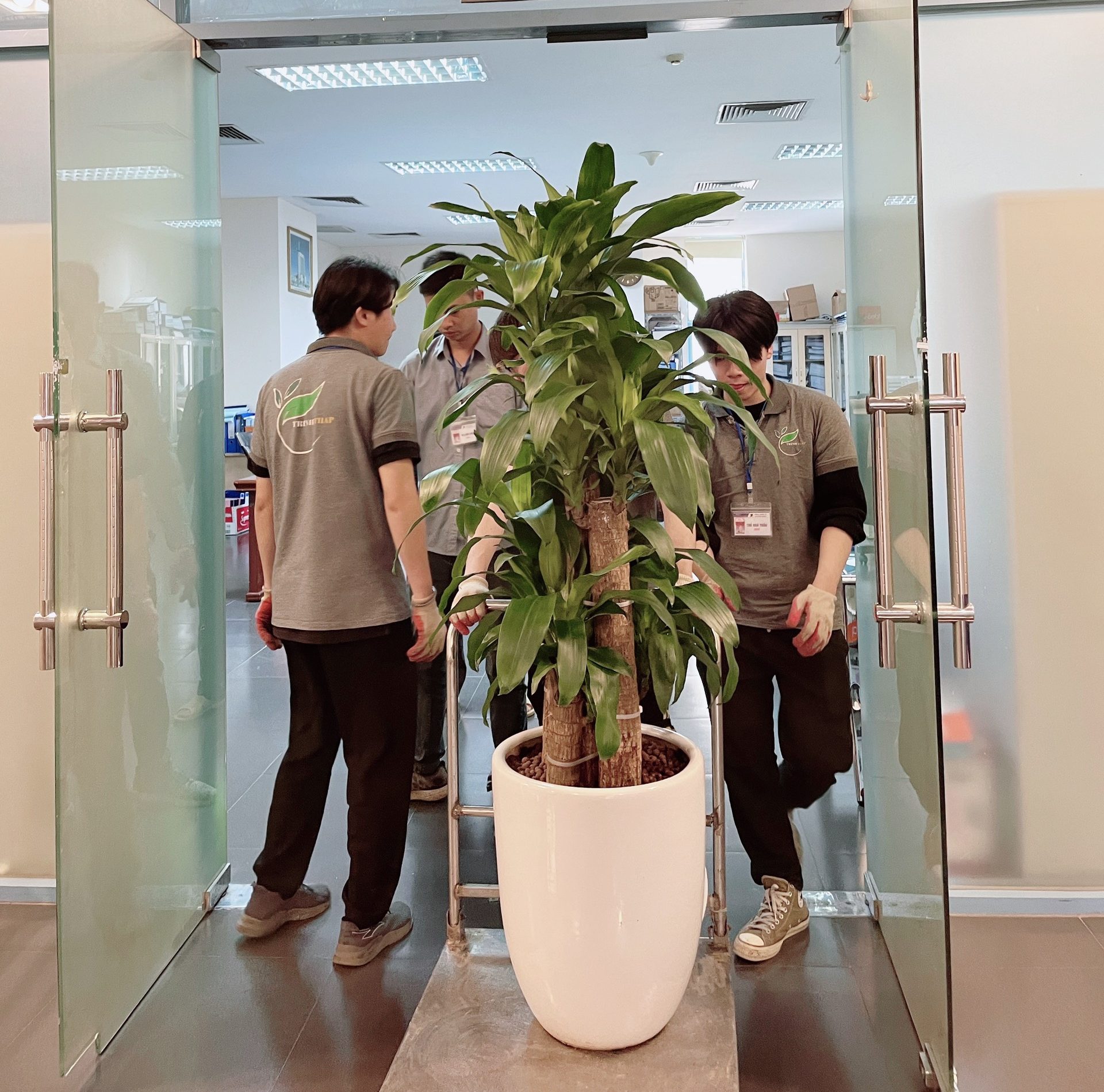 Dịch vụ chăm sóc cây xanh ở Hoàn Kiếm giá tốt