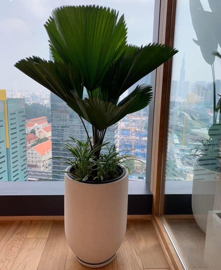 Công ty cho thuê cây cảnh văn phòng tại Hoàn Kiếm