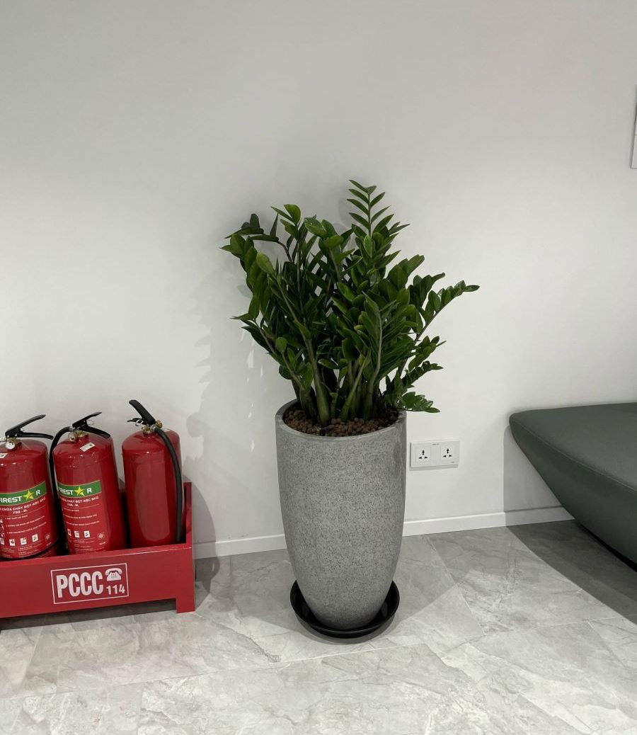 Dịch vụ cho thuê cây cảnh văn phòng tại Hoàng Mai