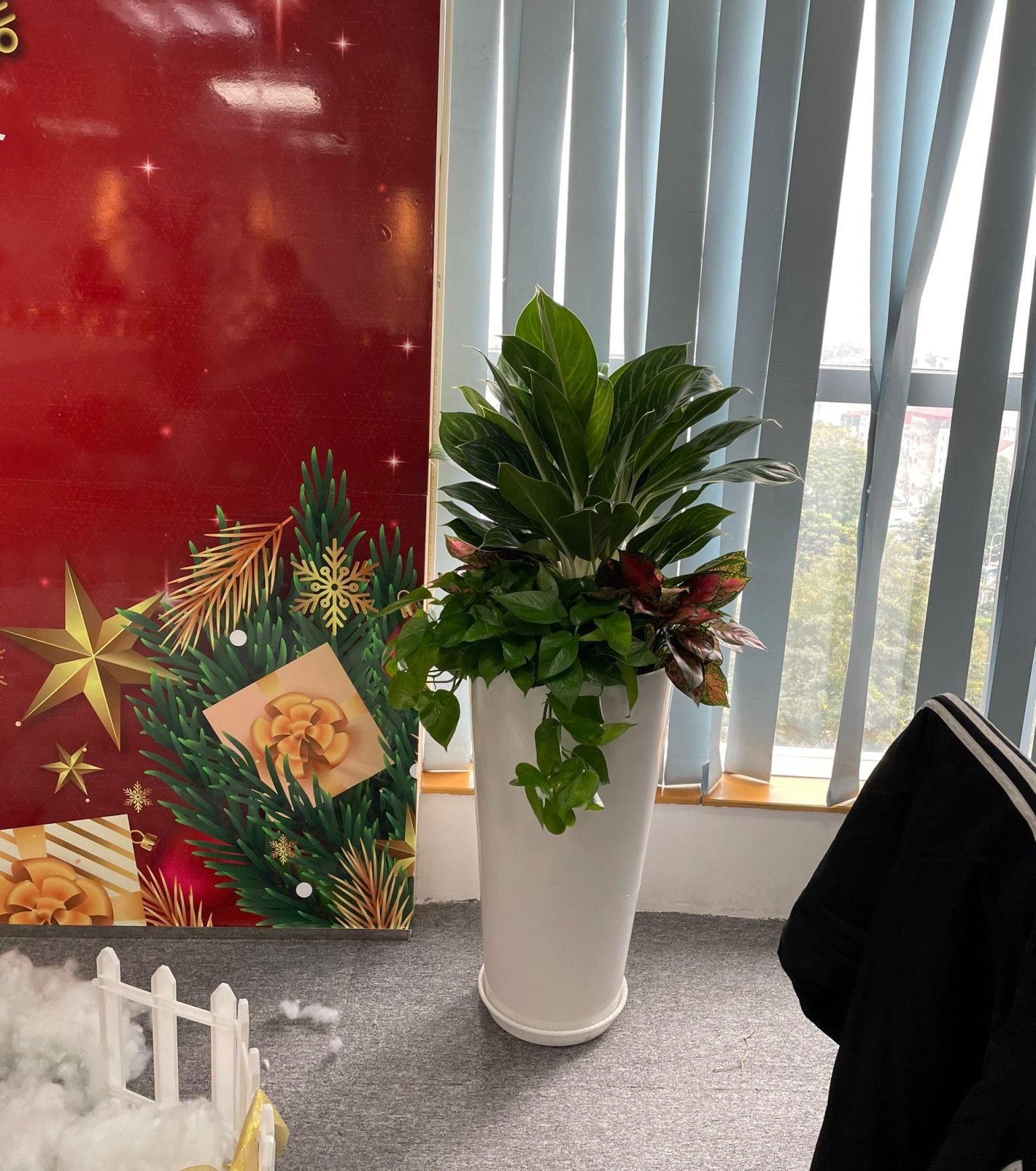 Cho thuê cây cảnh văn phòng ở Hai Bà Trưng