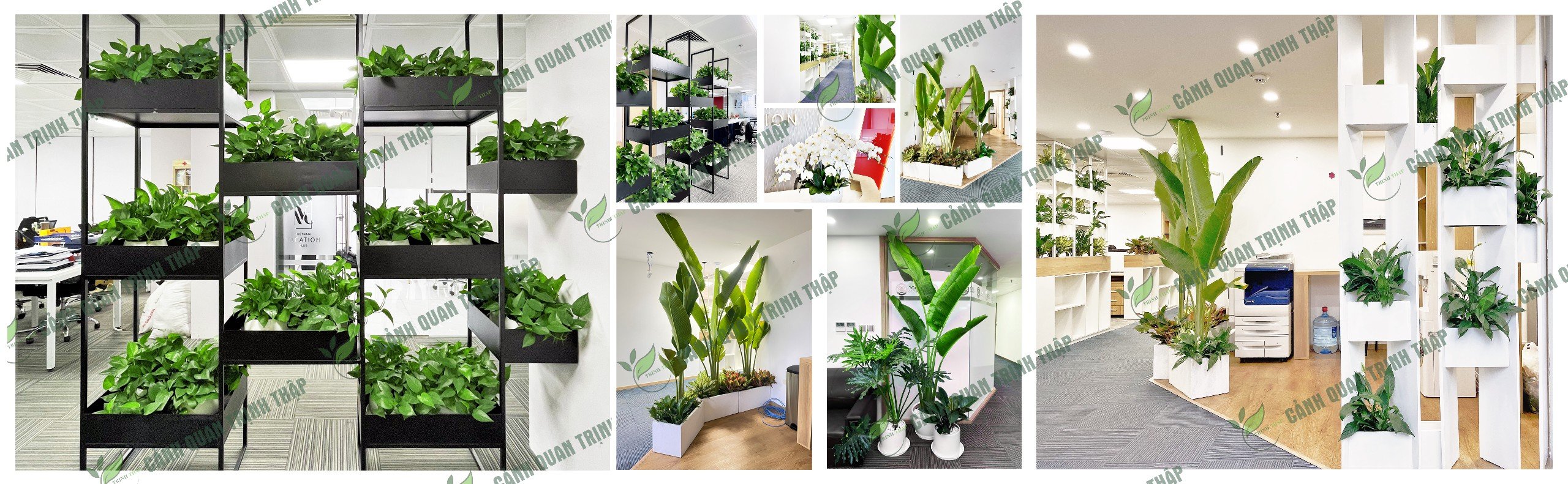 Banner cho thuê cây xanh văn phòng tại Hà Nội