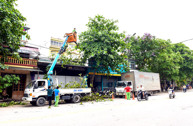 Đơn vị chuyên cắt tỉa cây xanh tại Hoàng Mai